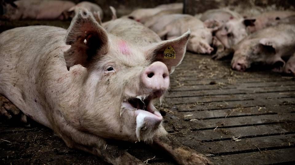 Spar Nord nedjusterer 100 mio. kr. på landbruget