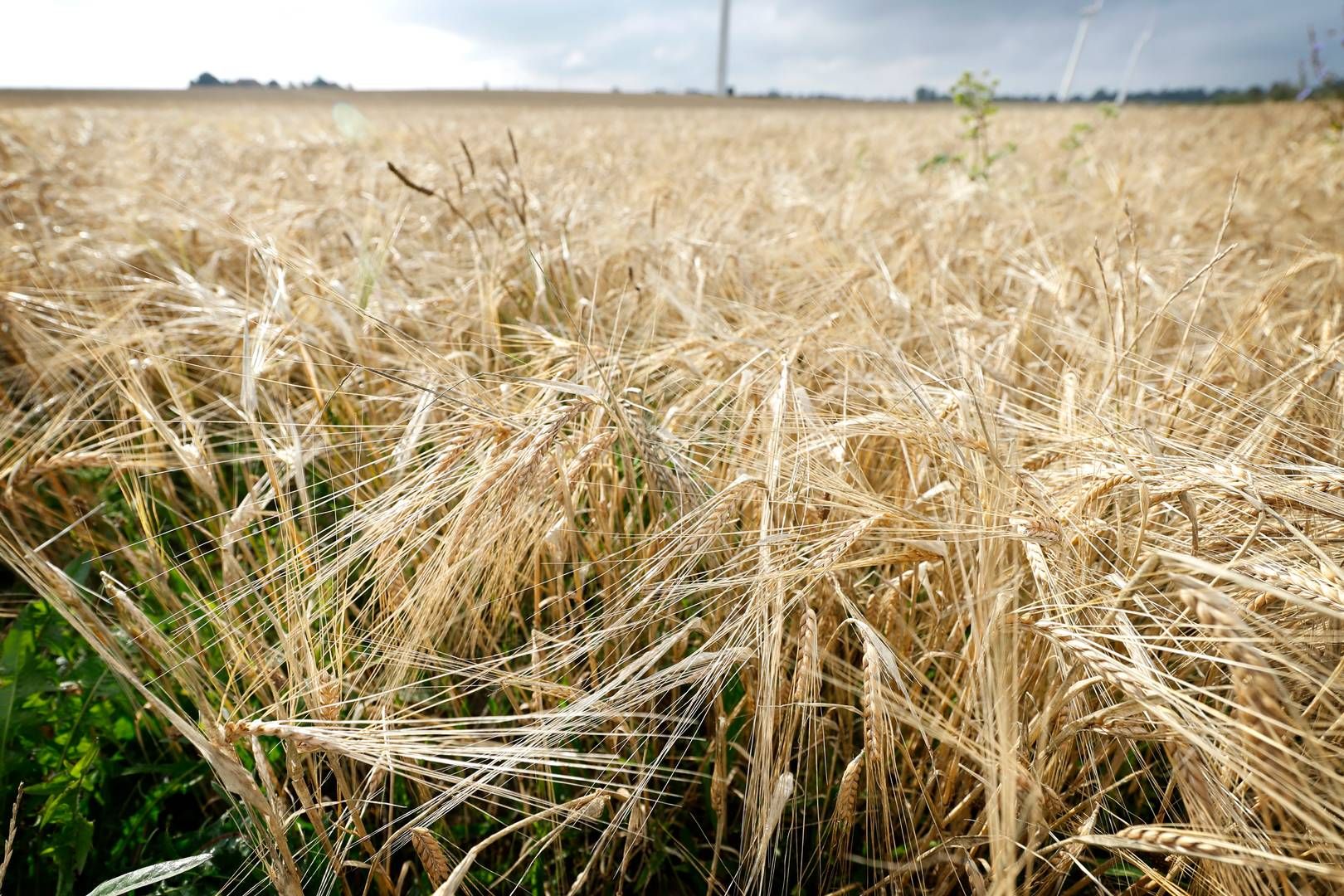 "2025 var et år med betydelige resultater for Bunge," vurderer topchefen. | Foto: Jens Dresling