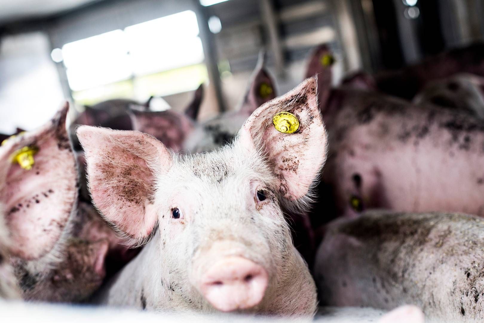 Holger Bøgebjerg Sørensens ejer bl.a. Porc-Ex, en privat omsætter og eksportør af svin. (Arkivfoto) | Foto: Janus Engel
