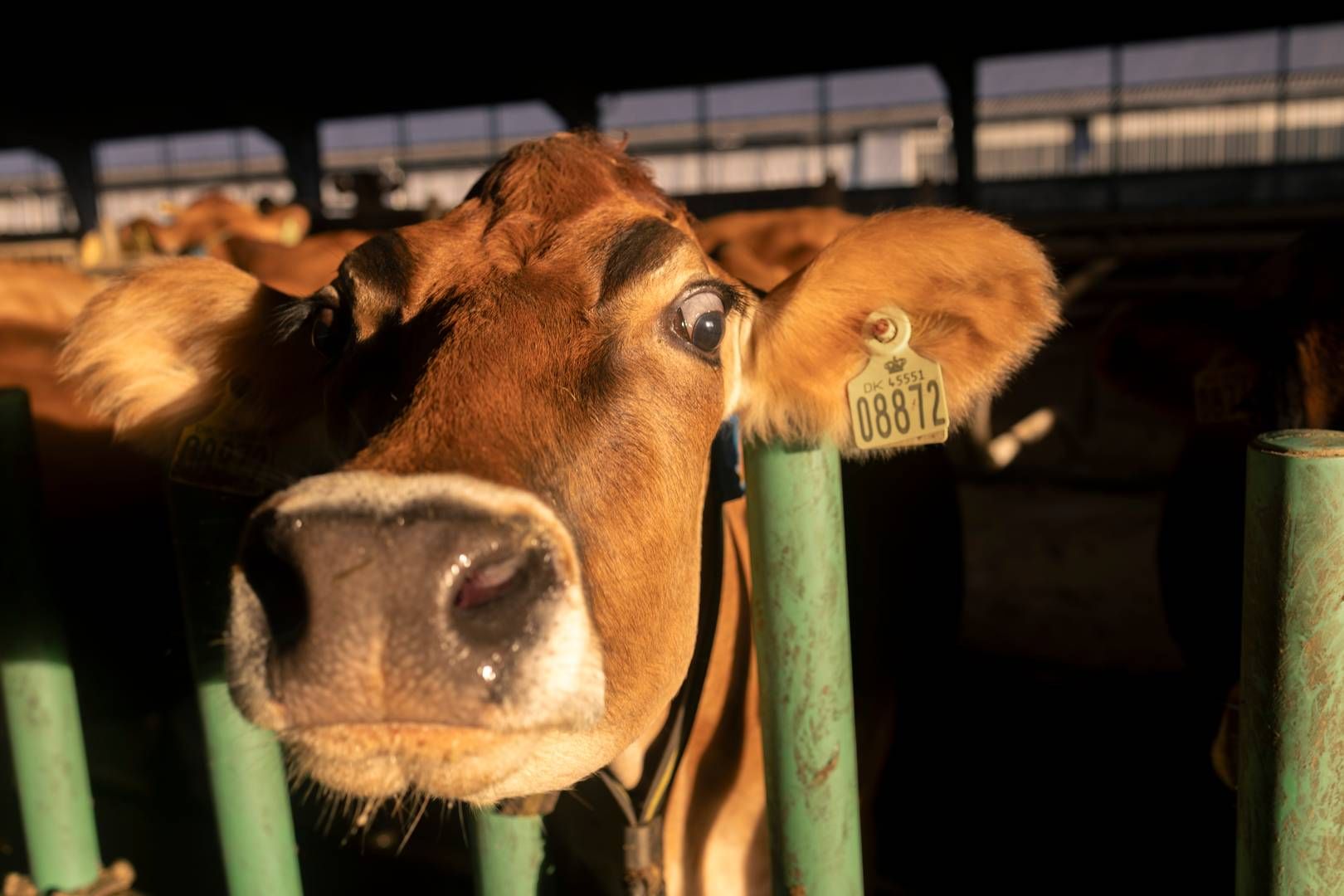 Foto: Tobias Nielsen