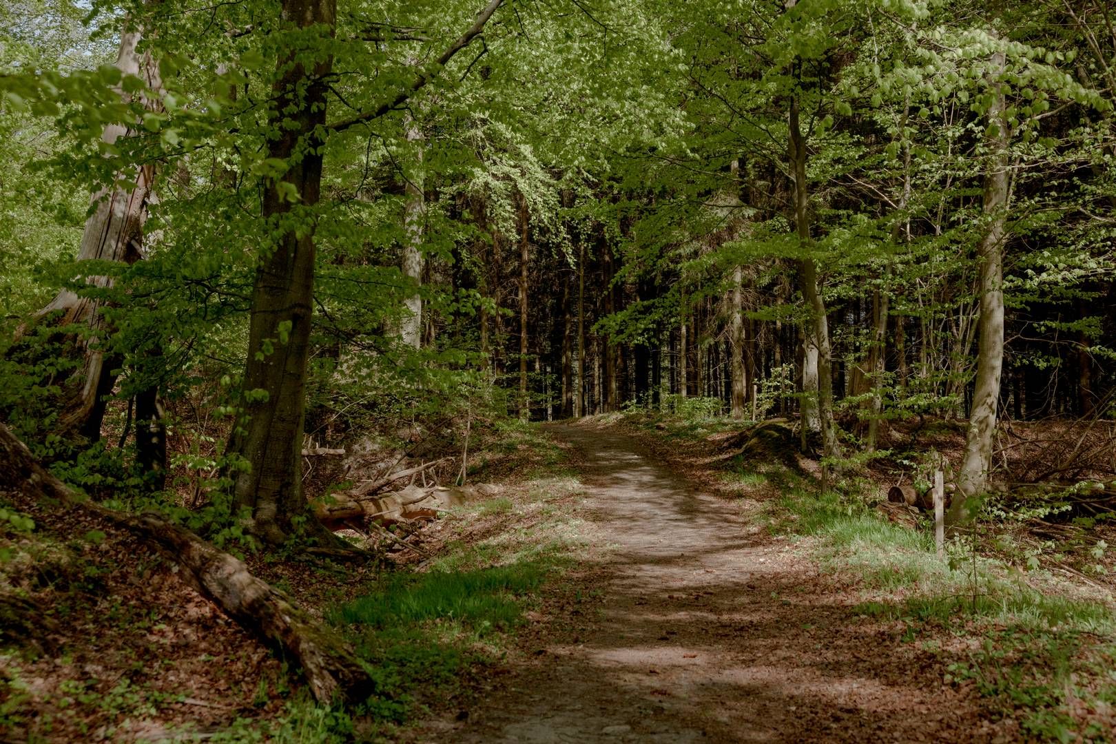 Flere forskere peger på, at uenigheden både handler om tempoet i processen og om vægtningen mellem hensynet til biodiversitet og friluftsliv. | Photo: Christian Falck Wolff