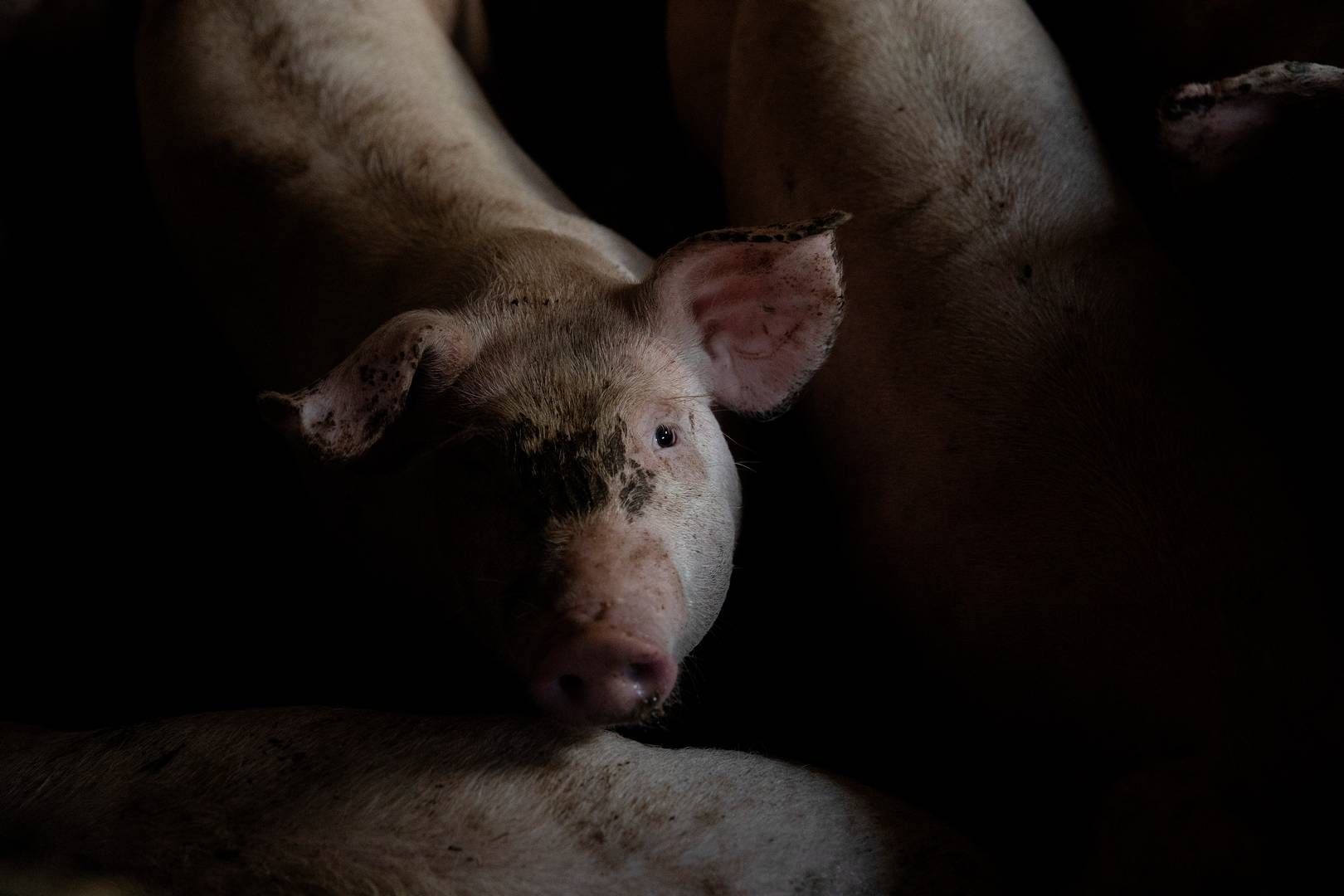 Danske Svineproducenter har på vegne af tre medlemmer indgivet en politianmeldelse mod Anima. | Foto: Peter Hove Olesen