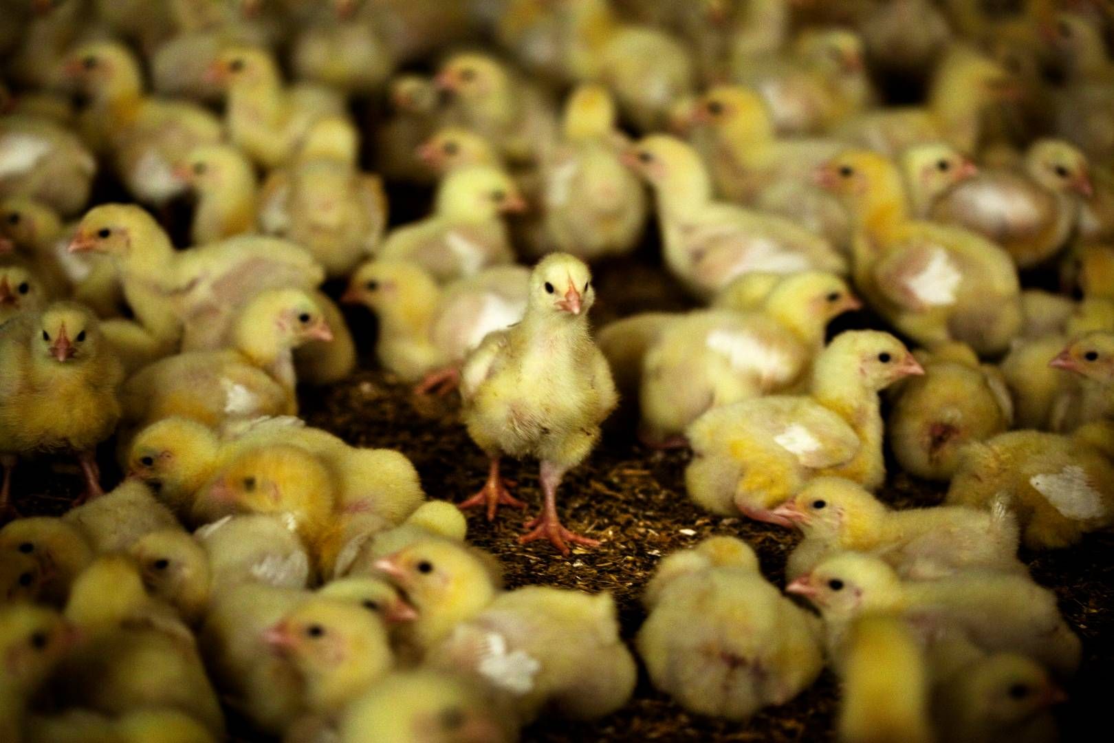 Producenterne oplever et krydspres, hvor forbrugere og kæder efterspørger bedre dyrevelfærd, mens fokus på pris og kampagner på turbokyllinger forsinker omlægningen og gør det vanskeligere at konkurrere med udenlandsk kylling. (Arkivfoto) | Foto: Mathias Christensen